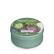 Kringle Candle Succulents lõhnaküünal lõhnaküünal (42 g)